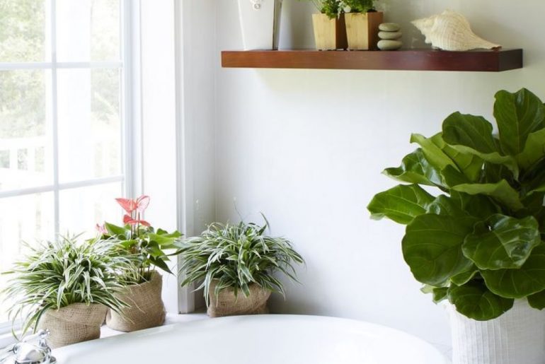 Good Bathroom Plants For Dark & Humid Spaces