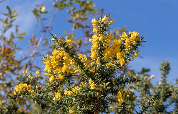 Gorse