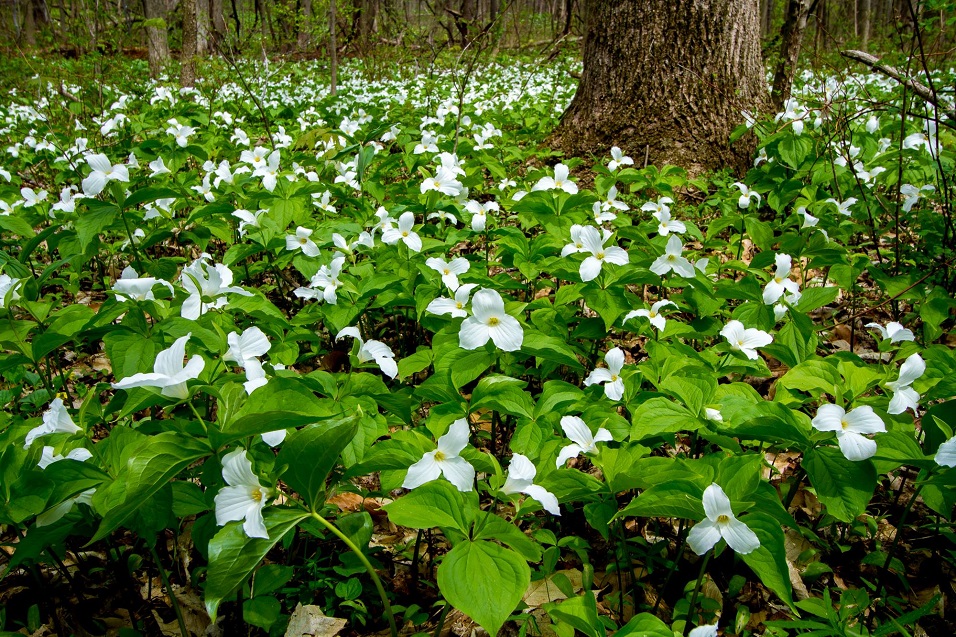 Grandiflorum Group