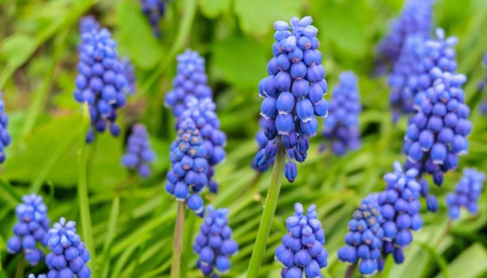 Grape Hyacinth