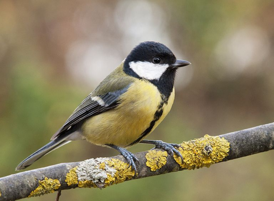 Great Tit