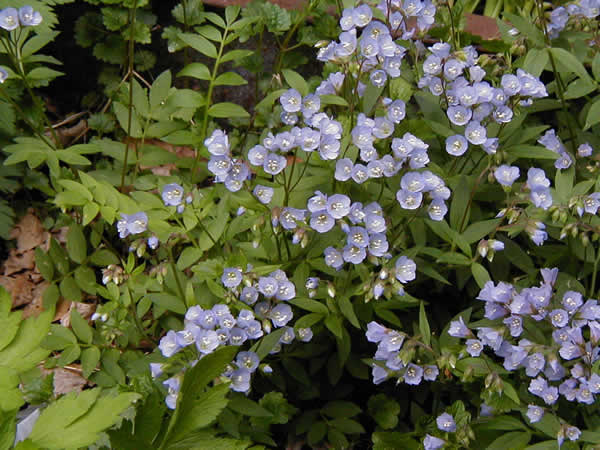 Greek Valerian