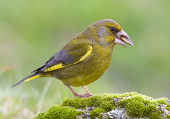 Greenfinch