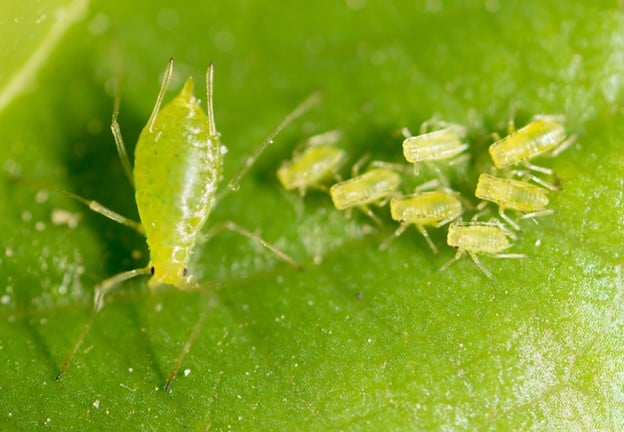 Greenfly and Aphids