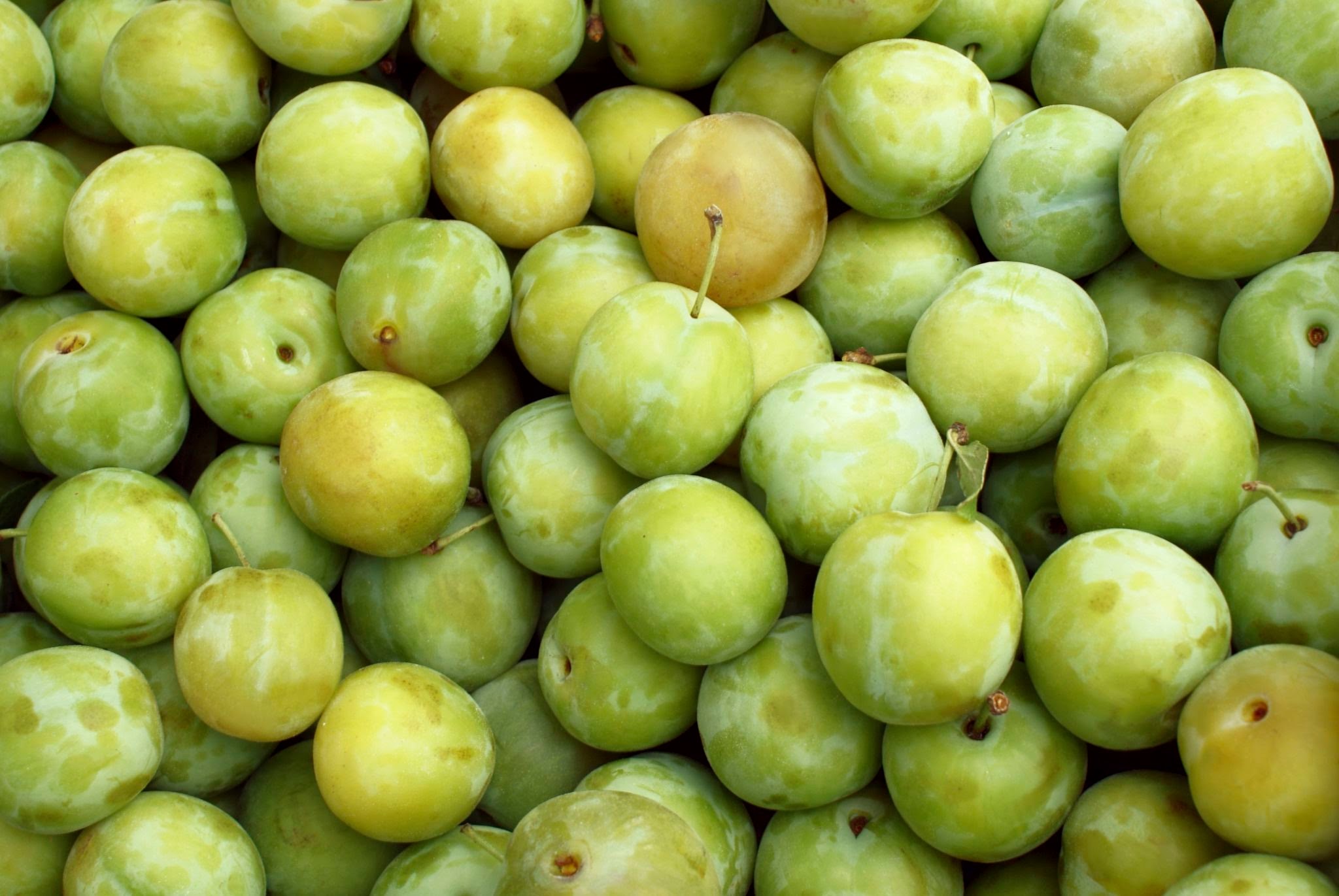 plums greengages