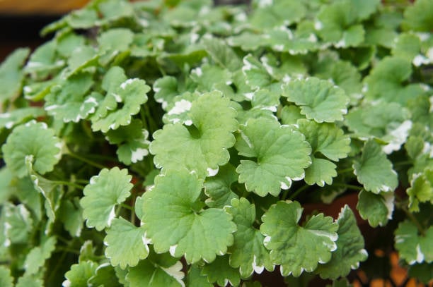 Ground Ivy