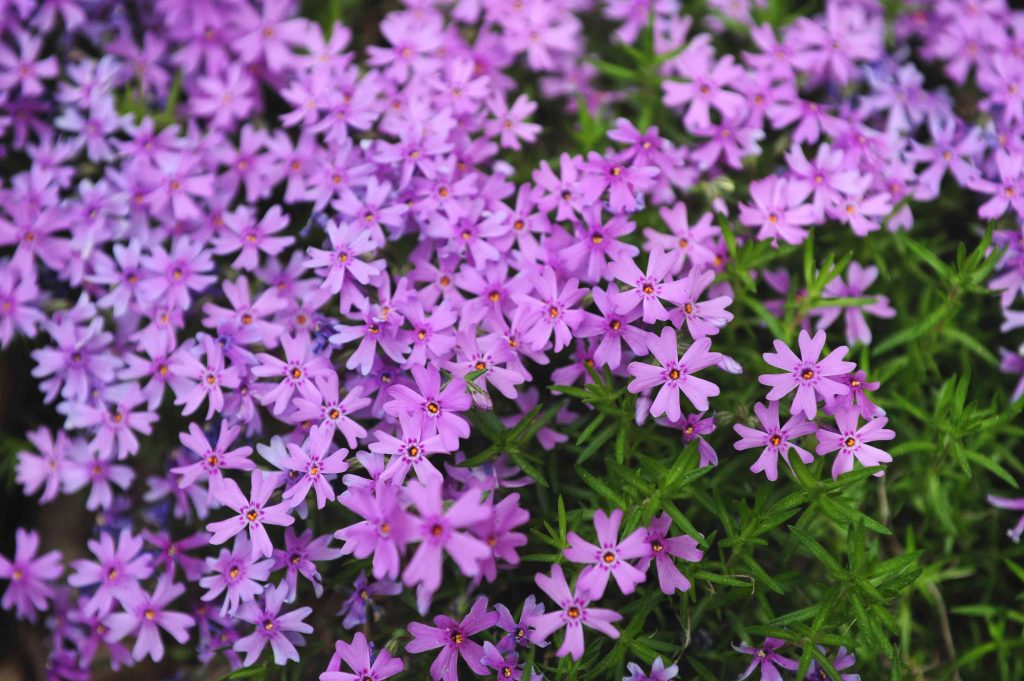 Groundcover Perennials