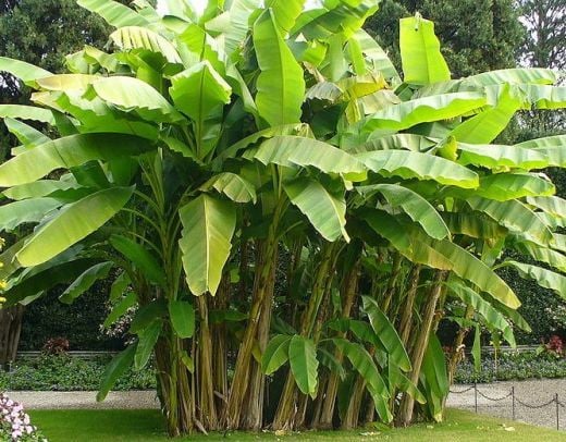 Grow Banana Plants in Your Home