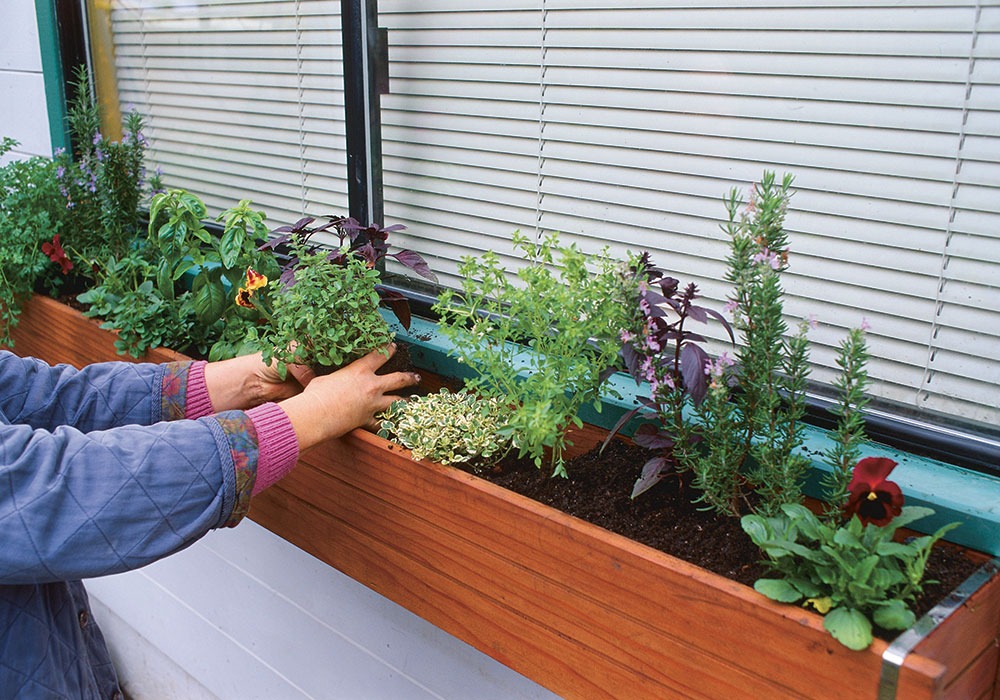 Grow Herbs in Window Boxes