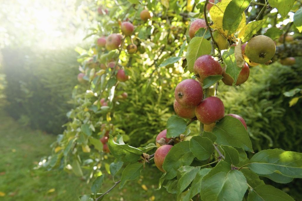 Grow Plants with Little to No Pollen