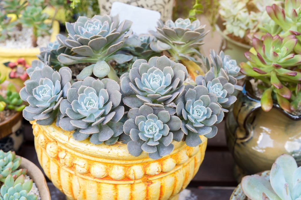 Grow in Unglazed Pots