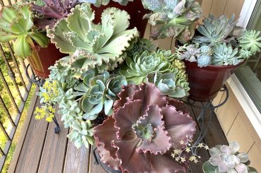 Growing Conditions for Echeverias and Ways to Care
