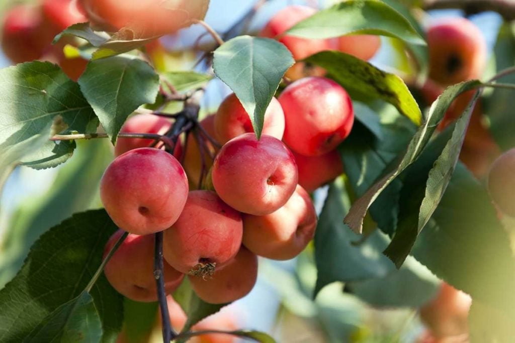 Growing Conditions of Crab Apple Trees