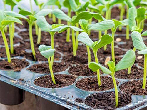 Growing Conditions of Cucumber