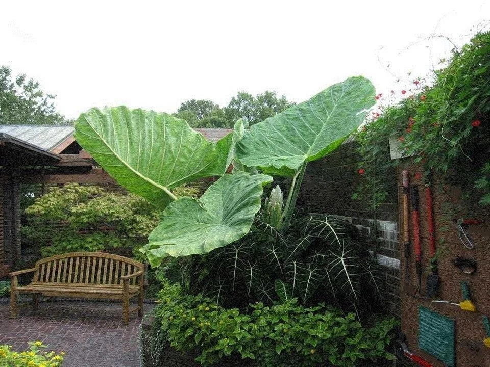 Growing Elephant Ears from Seed