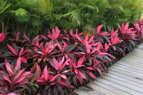 Growing Guidelines for Cordylines