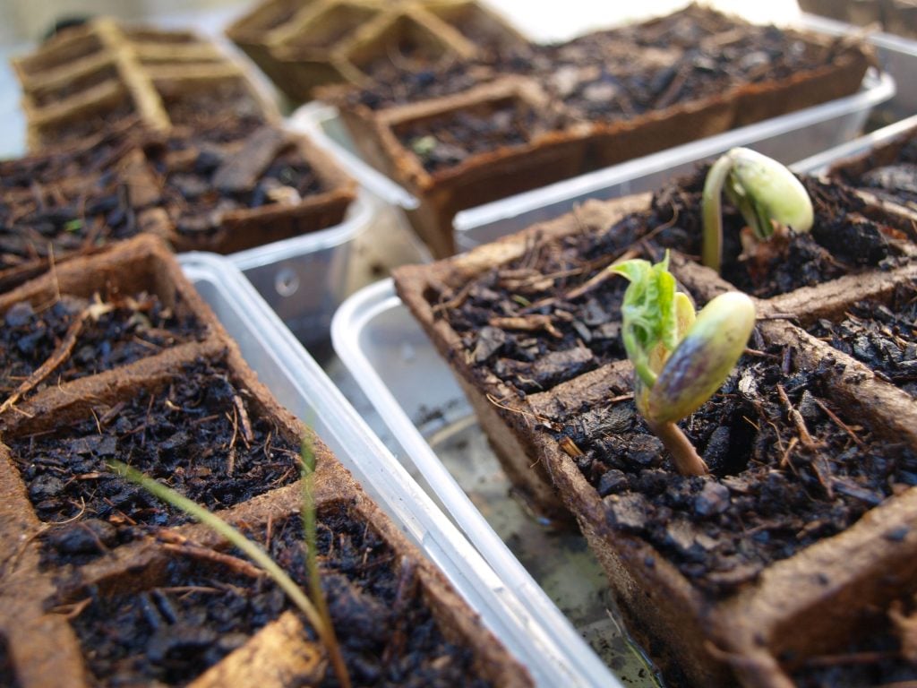 Growing Judas Tree From Seed