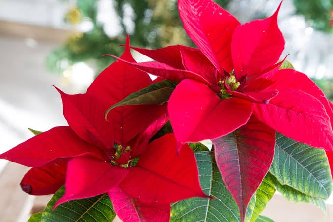 Growing Poinsettia Essential Requirements