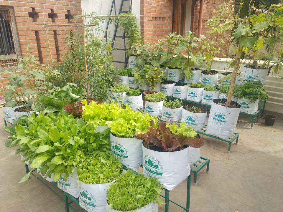 Growing Potato in A Pot