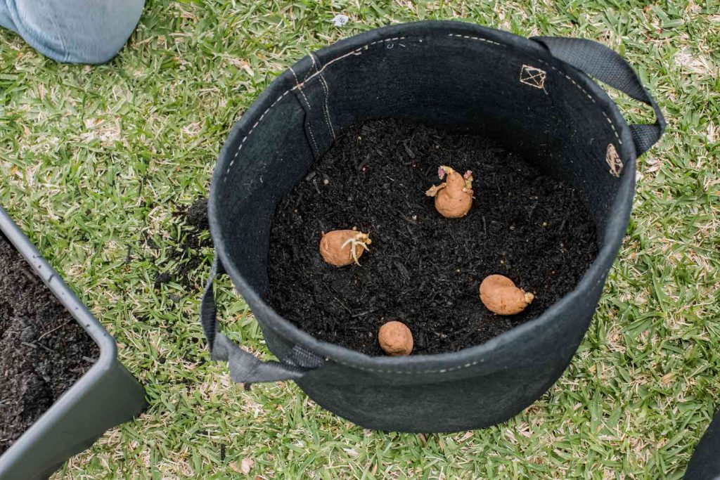 Growing Potatoes In Container