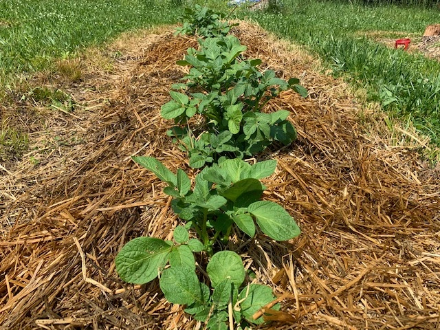 Growing Potatoes Under The Mulch