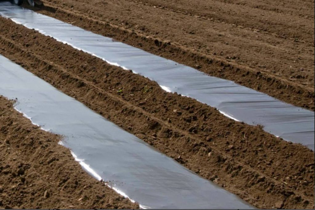 Growing Potatoes in Landscape Fabric