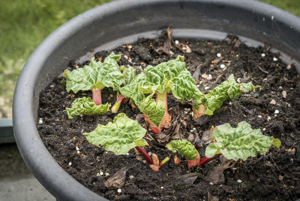 Growing Rhubarb With Seeds