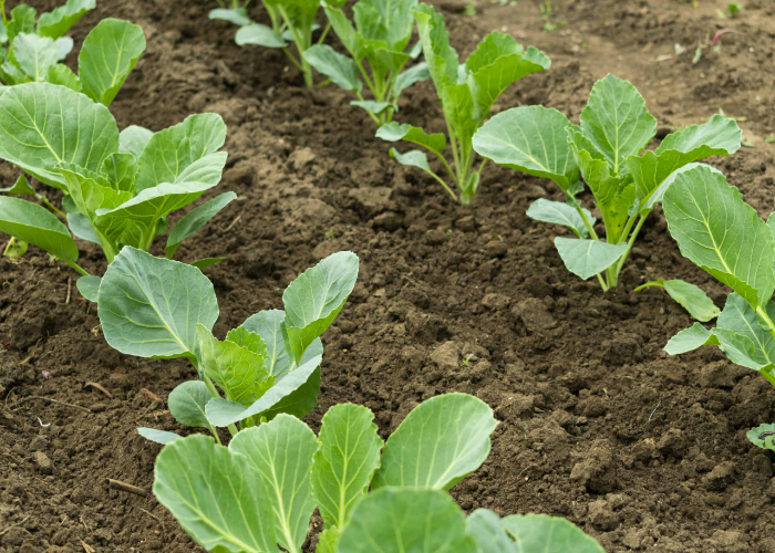 Growing Spring Greens Outdoors