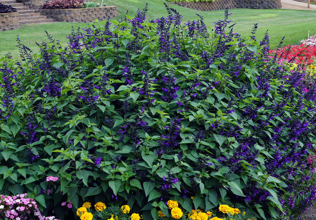 How to Grow Salvias in Pots Expert Tips and Tricks TheArches