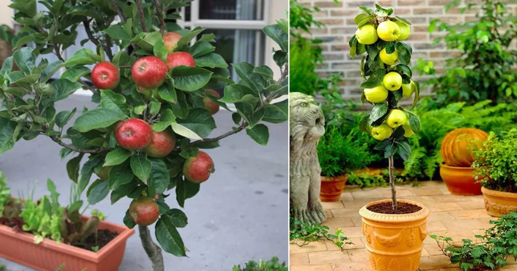 Growing an Apple Tree in a Container.jpg