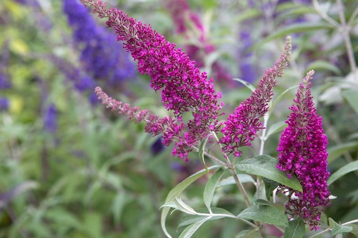 Growing and Caring Tips for Dwarf Buddleia