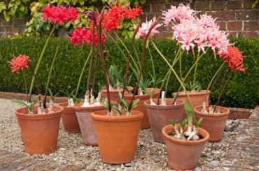 Guernsey Lily Plant Care & Growing Tips