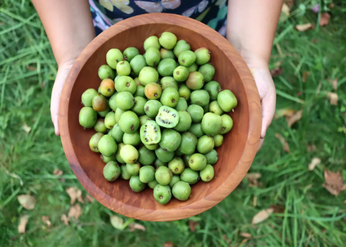 Guiding Kiwi Plants