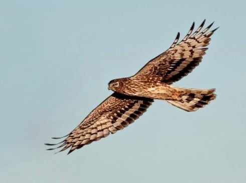 HEN HARRIER