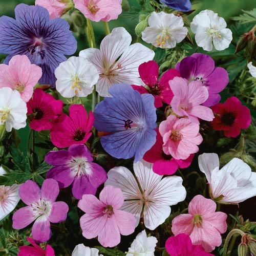 Hardy Geranium