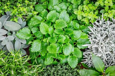 Hardy Herbs To Grow Outdoors