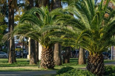 Hardy Palm Trees You Can Grow In The UK