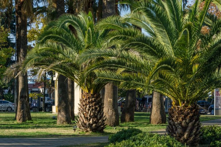 Hardy Palm Trees You Can Grow In The UK
