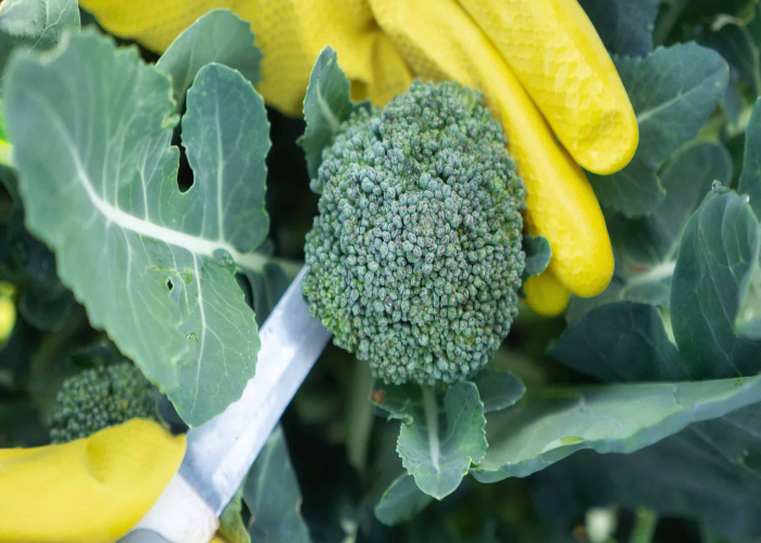Harvest Your Broccoli