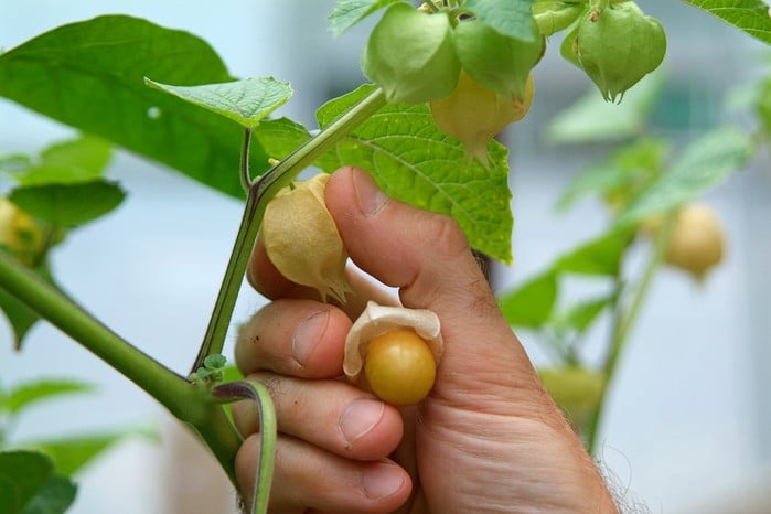 Harvest Your Physalis Peruviana