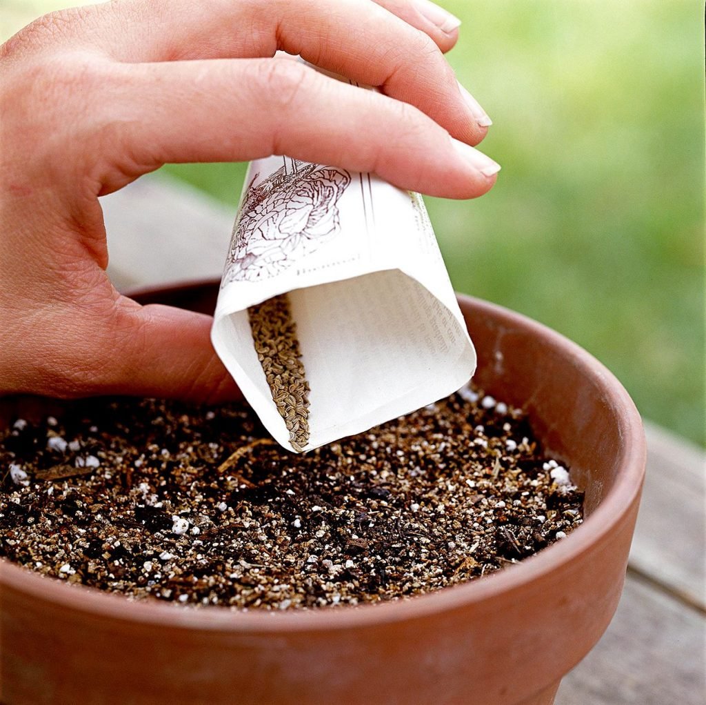 Harvesting Calibrachoa 'Million Bells'