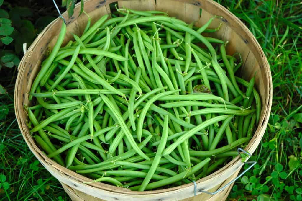 Harvesting French Beans