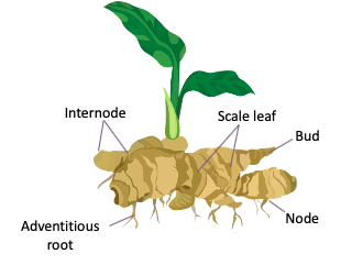 Harvesting Ginger