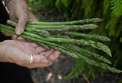 Harvesting Methods