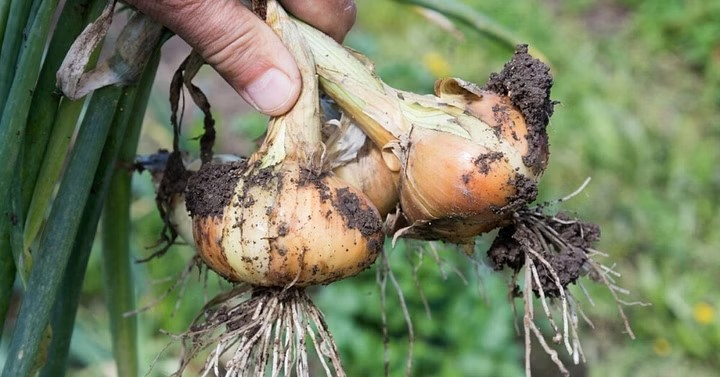 Harvesting Onions