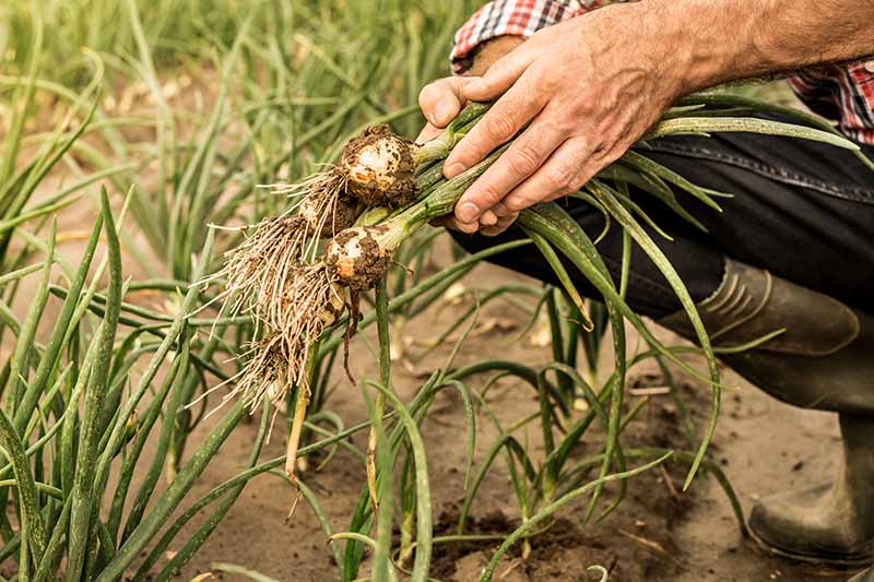 Harvesting-Shallots