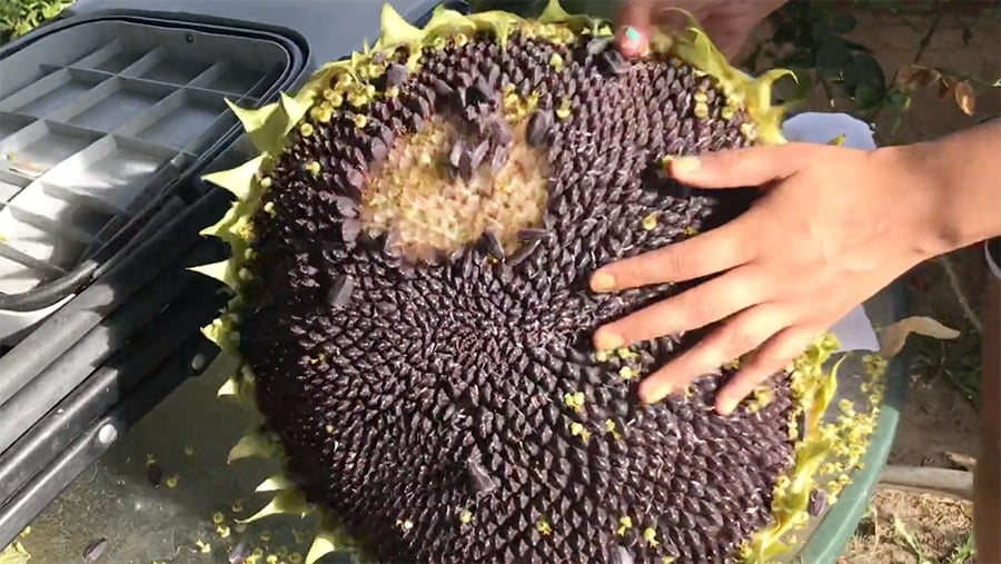 Harvesting Sunflowers - When and How to Collect Seeds and Flowers