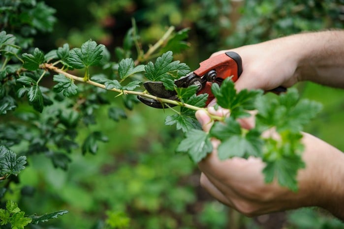 Harvesting Techniques