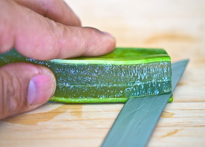 Harvesting Techniques of Aloe Vera Plant