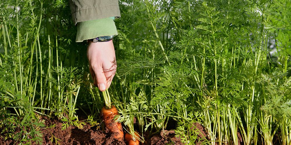 Harvesting Techniques